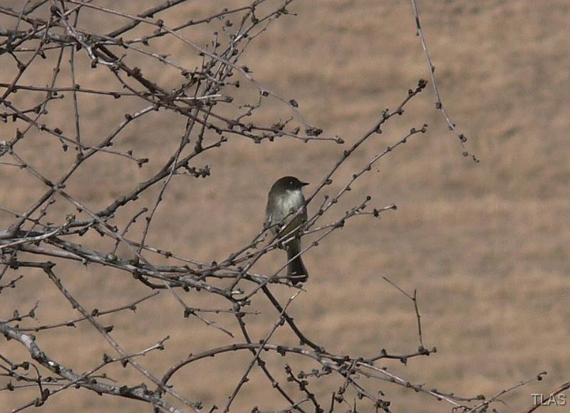 Eastern Phoebe 011208 052